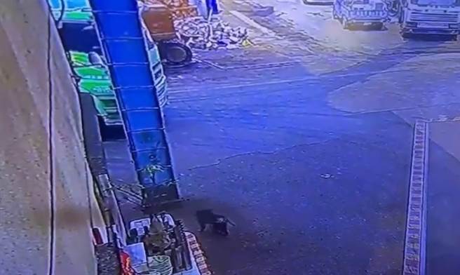 东非狒狒22日上午跑到平镇民眾家门口。（民眾提供／蔡明亘桃园传真）