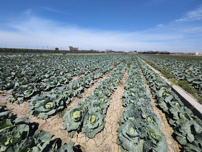 因天气因素蔬菜生长快速，跌价菜王「高丽菜」市场价果然崩盘，彰化县竹塘乡詹姓农民索性不採，开放给当地民眾自採每粒只要10元。（吴建辉摄）