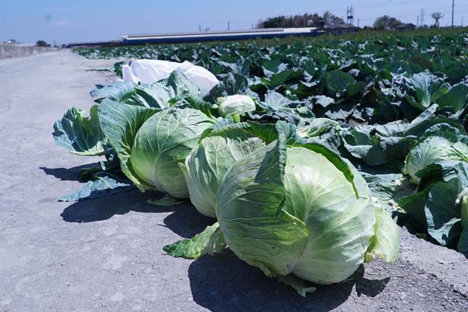 本季天气稳定，导致各叶菜类供应量稳定增加，导致高丽菜价格崩盘。（吴建辉摄）