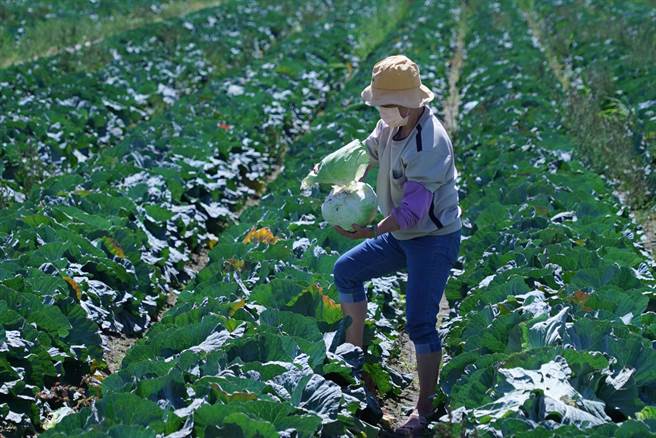 从彰化二林专程到竹塘採高丽菜的大姐，一口气採了40颗，她说真的非常划算。（吴建辉摄）
