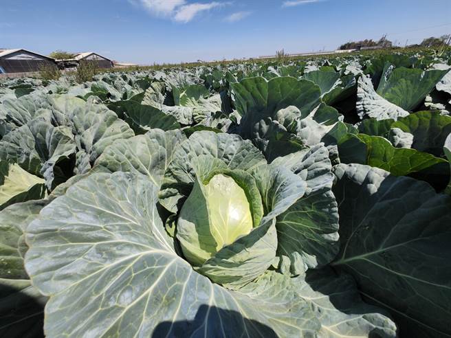 詹姓农民表示，他总共种了九分地的高丽菜，因为价格低廉索性不採。（吴建辉摄）