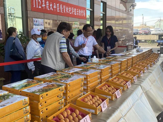 太平农会举办「112年度台中市太平区优质枇杷评鑑活动」，评审依果品外观及绒毛是否完整、有无病斑虫害食痕、外皮成色、口感、果肉是否细致与果粒大小等进行评分。（冯惠宜摄）
