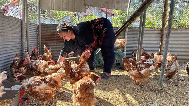 台东延平乡红叶部落发起部落养鸡计画，简女士弯腰捡鸡蛋。（蔡旻妤摄）