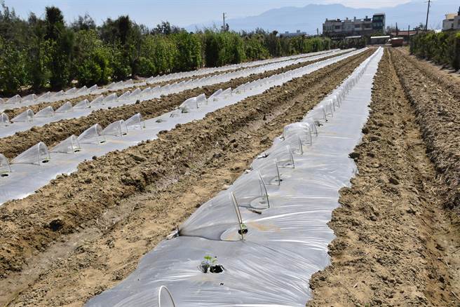 后龙镇是西瓜及香瓜栽种的主要产区，目前多数香瓜已经栽种完毕。（谢明俊摄）