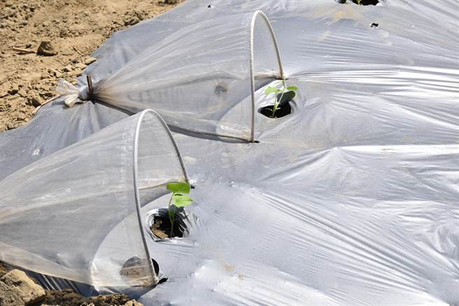 后龙镇是西瓜及香瓜栽种的主要产区，目前多数香瓜已经栽种完毕。（谢明俊摄）