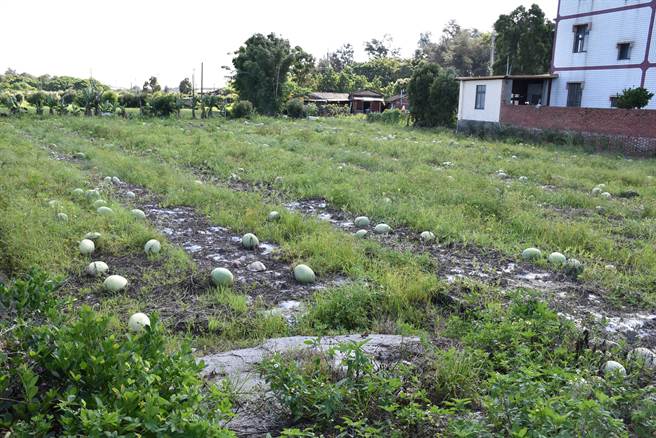 后龙镇是苗栗县栽种西瓜的主要产区，一旦遭逢暴雨侵袭，西瓜水伤严重影响西瓜产出。（谢明俊摄）