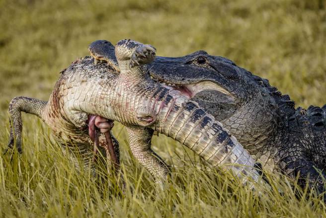 美国一名野生动物摄影师在公园目击鱷鱼吞食同类的惊人画面。(示意图/达志影像)