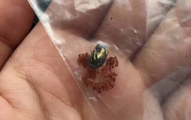 台湾一名网友抓到牛蜱，捏爆后瞬间喷出大量颗粒，全是牛蜱的卵，让人看了头皮发麻。(图翻摄自脸书/爆废公社二馆)