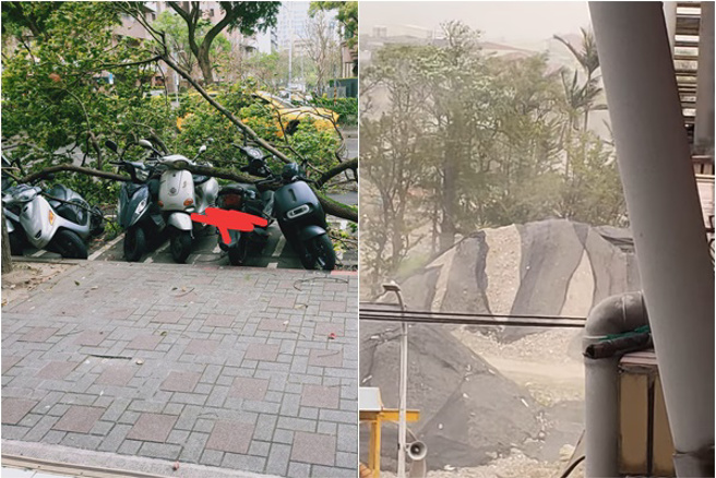 双北突刮怪风！路树被吹倒惨压7车，民眾惊：比颱风还夸张。(翻摄脸书信义区三两事/爆料公社)