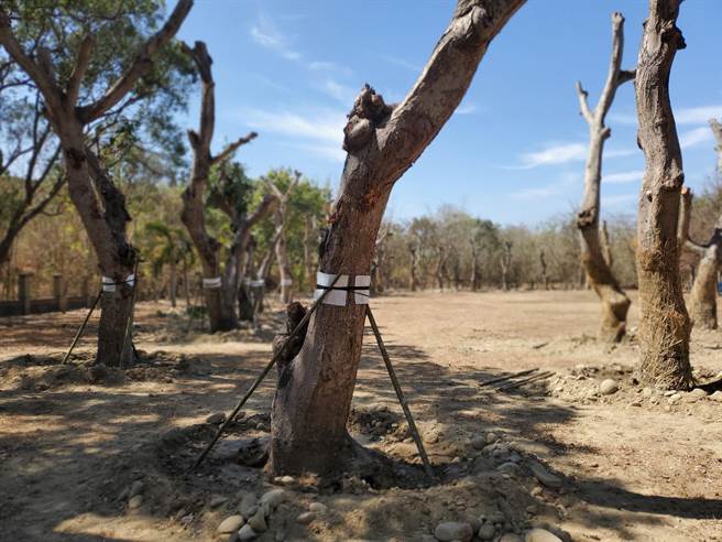 古坑乡154乙线的老芒果树移植到古坑乡河滨公园。（周丽兰摄）