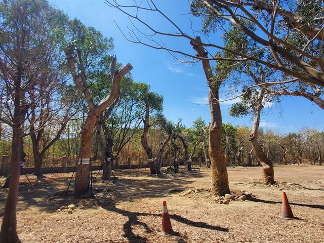 移植的老芒果树目前都理光头中，盼能存活继续生芒果。（周丽兰摄）