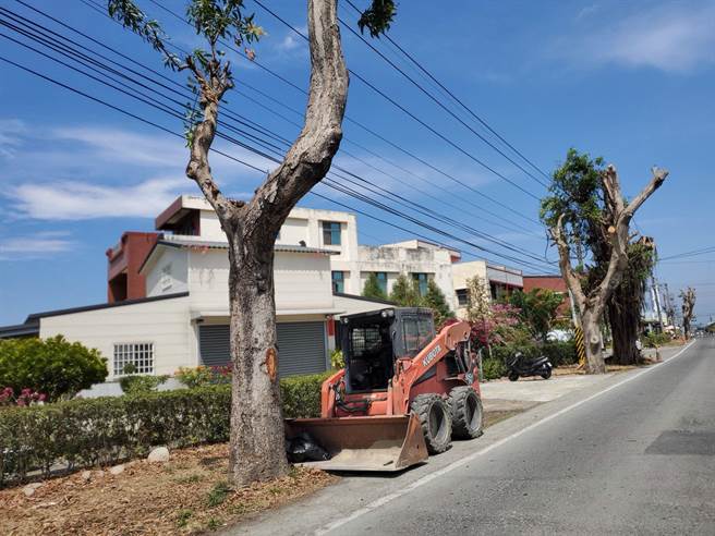 154乙线古坑段正在拓宽，46棵必须老芒果树必须移植。（周丽兰摄）