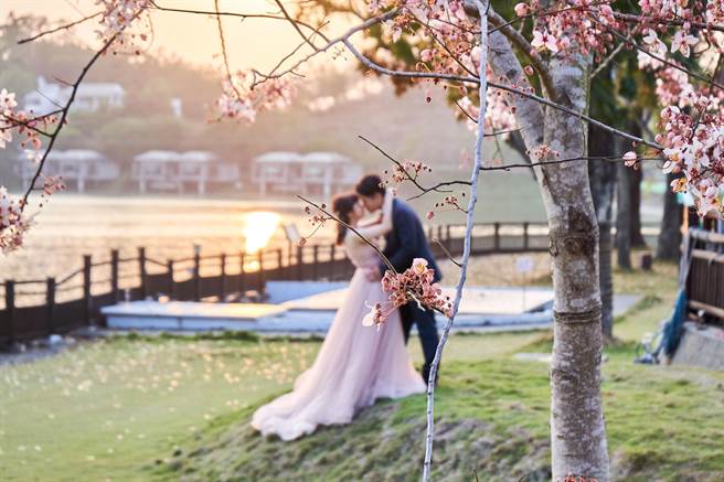 台糖柳营尖山埤渡假村花旗木预计4月盛开，今年园方趁势举办摄影比赛。（尖山埤渡假村提供／张毓翎台南传真）