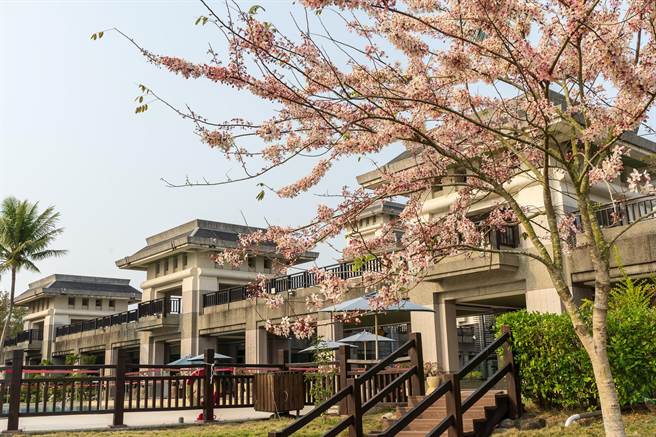 目前园内的花旗木花开约3成，预估4月清明连假期间会是满开的盛况。（尖山埤渡假村提供／张毓翎台南传真）