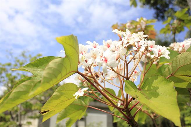 「春游花莲．绿色假期相约秧悦」可至林务局欣赏白色油桐花盛开美景。(秧悦美地度假酒店提供)