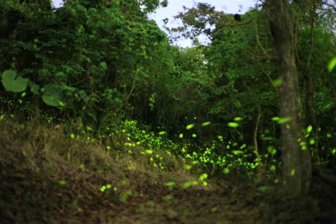 梅嶺的螢火蟲季今年恐因乾旱延後。（台南市觀旅局提供／程炳璋台南傳真）