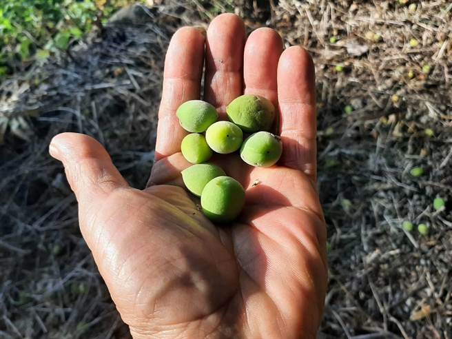 梅嶺的梅子因缺水長不大。（許鴻文提供／程炳璋台南傳真）