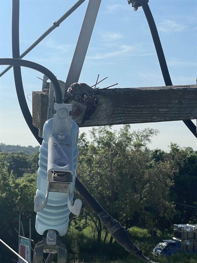 鸟类经常把电线杆上当成筑巢地点。（台电公司提供／程炳璋台南传真）