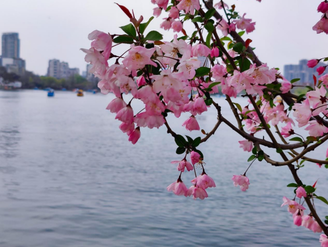 南京莫愁湖。（作者提供）