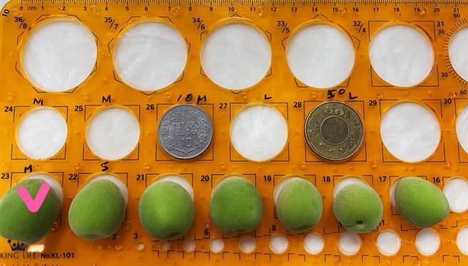 梅農表示，目前山區青梅達到2.3cm大的（左一）僅有1、2成。（農民提供／林雅惠高雄傳真）