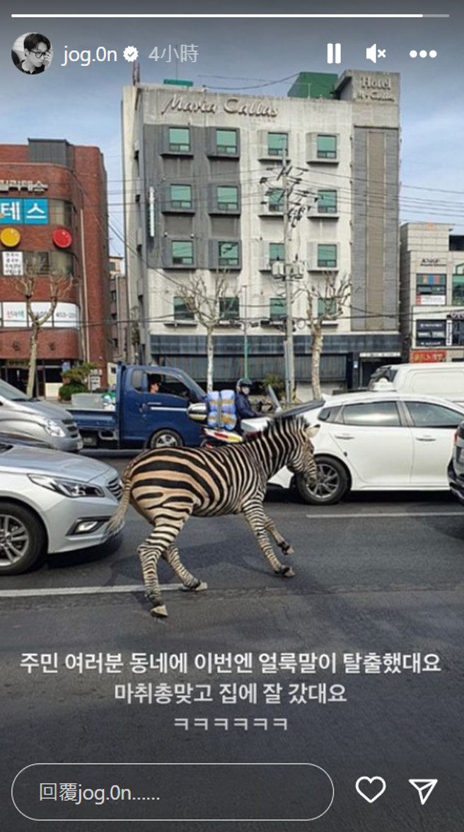 赵坤刚好碰到从动物园出逃的斑马。(图/赵坤 IG)