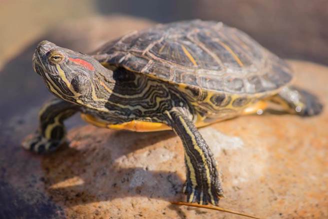 示意图／shutterstock