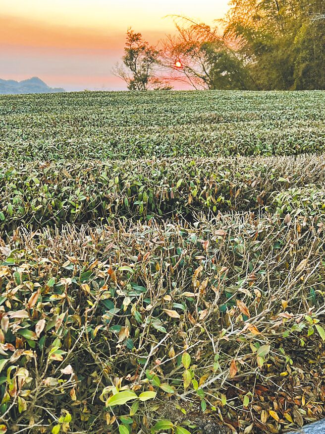 嘉义县百大青农黄昶铕阿里山公路52.5公里处旁的茶园已近枯死，茶农损失惨重。（黄昶铕提供／吕妍庭嘉义传真）