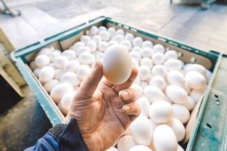 民眾對蛋價飆漲忍無可忍？本周傳開賣進口蛋 最新民調太震撼
