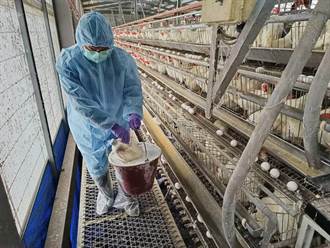 金門防疫所擴大消毒防堵禽流感 穩定地區雞肉與蛋價