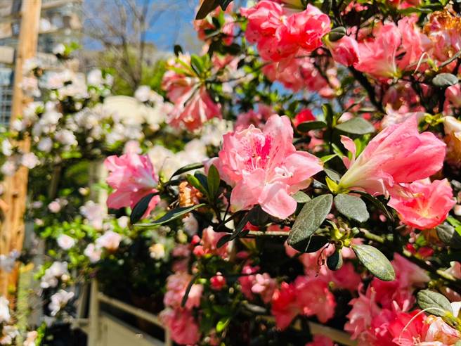 万金杜鹃移动花聚落3月19日展期结束，将于3月24日至4月5日移展至大安森林公园。（新北市农业局提供）