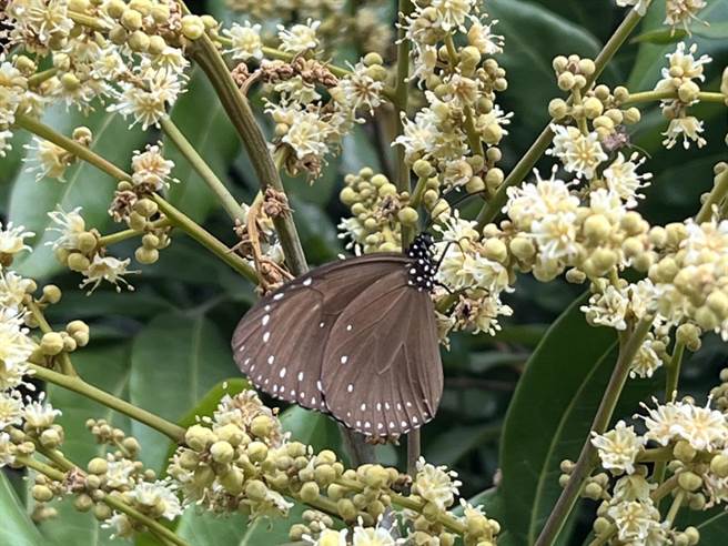 林内乡浊水溪与清水溪交匯点的触口，1棵芒果树挂满休息中的紫斑蝶。（周丽兰摄）