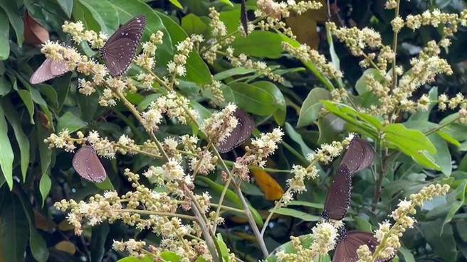 林内乡浊水溪与清水溪交匯点的触口，1棵芒果树挂满休息中的紫斑蝶。（周丽兰摄）