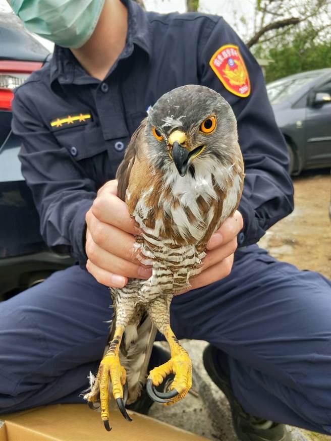1只第2级保育类动物凤头苍鹰，24日被发生倒卧车水马龙的竹南镇市区，被员警紧急救回送医。（竹南警分局提供／谢明俊苗栗传真）