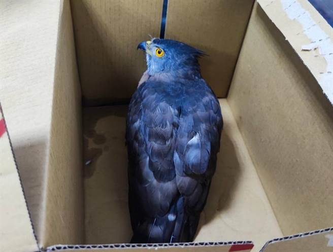 1只第2级保育类动物凤头苍鹰，24日被发生倒卧车水马龙的竹南镇市区，被员警紧急救回送医。（竹南警分局提供／谢明俊苗栗传真）