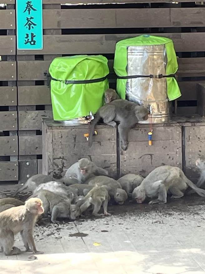 全台久旱，高雄柴山的猴子疯抢水，有山友在七蔓站拍下猴群打劫奉茶筒抢水喝的奇照。（山友提供／袁庭尧高雄传真）