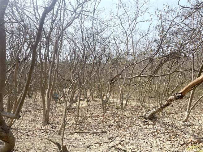 柴山树木缺水，落叶降低蒸散率求自保，形成一片枯竭的景象。（山友提供／袁庭尧高雄传真）