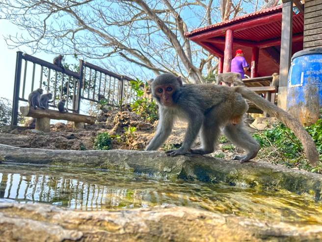柴山雅座奉茶志工队设置动物专用的饮水槽，猴群已经养成自动到水槽喝水的习惯。（袁庭尧摄）