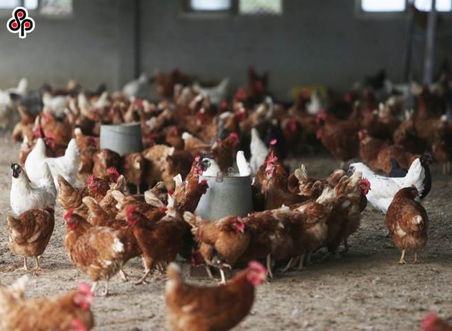 大陆、越南、埃及、印尼及墨西哥等地则施打禽流感疫苗，农委会今天召开「禽流感防疫专家座谈会」，讨论禽流感疫苗的利弊。（报系资料照）