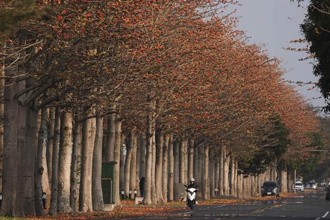 云林高铁附近145县道上的木棉花道群花盛开。（黄子明摄）