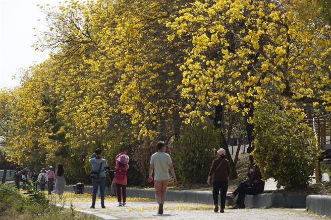 嘉义八掌溪畔的风铃花道吸引许多民眾赏花。（黄子明摄）
