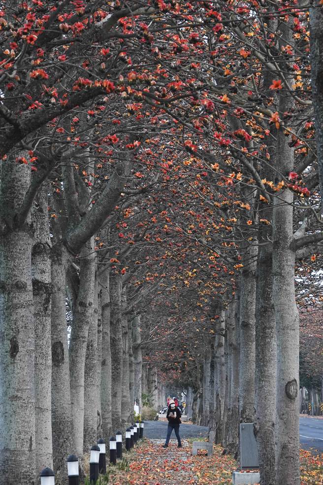 云林虎尾高铁站附近145线道木棉花道上下都布满橘红色木棉花。（黄子明摄）