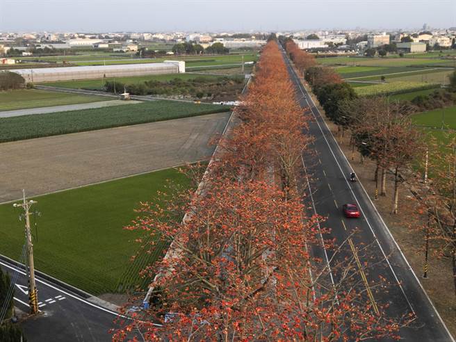 云林虎尾高铁站附近145线道木棉花道从空中鸟瞰，在附近绿色农田与树林中形成一条橘色彩带。（黄子明摄）