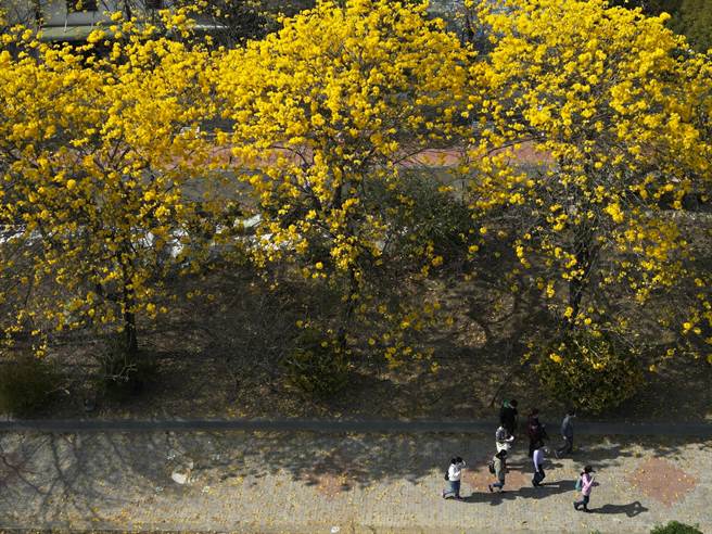 嘉义八掌溪畔的风铃花道吸引许多民眾赏花。（黄子明摄）