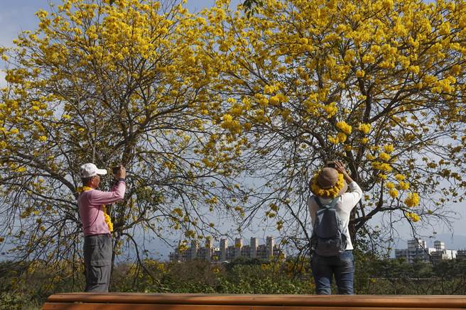 嘉义八掌溪畔观赏风铃花的民眾将落花做成项炼及花圈装饰帽子。（黄子明摄）