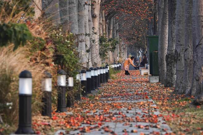 云林虎尾高铁站附近145线道木棉花道上下都布满橘红色木棉花。（黄子明摄）