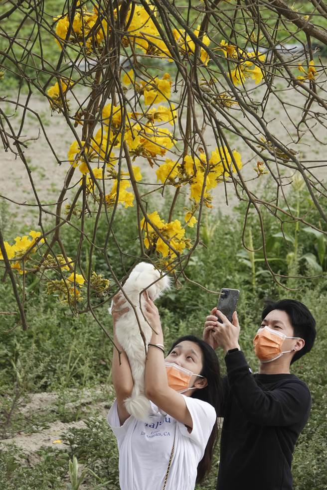 观赏风铃花的民眾抱着毛小孩合影。（黄子明摄）