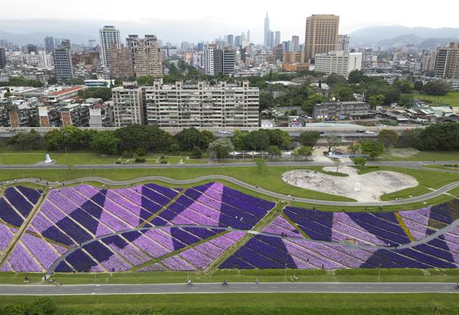 台北市古亭河滨公园目前则有万盆逾3万株醉蝶花盛开，这片广达1300多平方公尺的花海，还有矮牵牛花、薰衣草等不同顏色花朵，自高空鸟瞰有如一个调色盘，与远处大楼林立的都市丛林形成强烈对比。（黄子明摄）