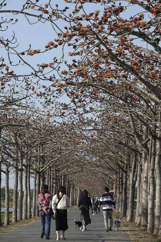 台南白河林初埤木棉花道是知名景点。（黄子明摄）