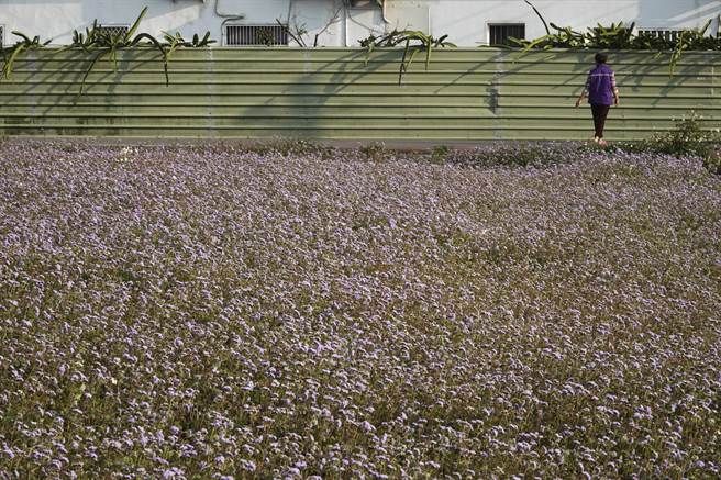 观音乡许多农地都开满紫花霍香蓟，在阵风吹袭下左右摇摆，有如大片柔软的紫色毛毯。（黄子明摄）