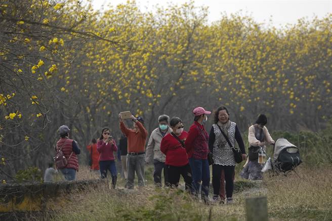 嘉义朴子溪河堤的风铃花道每年都吸引许多民眾前往赏花。（黄子明摄）